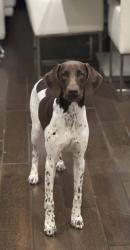 Lost Female Dog last seen Amazon hmstd, Naranja, FL 33032
