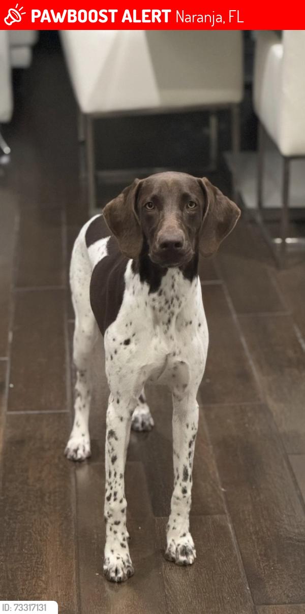Lost Female Dog last seen Amazon hmstd, Naranja, FL 33032