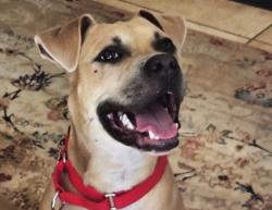 Shelter Stray Male Dog last seen Near Manzanita Drive, San Diego, CA, 92105, 5500 Gaines St, San Diego, CA 92110, USA
