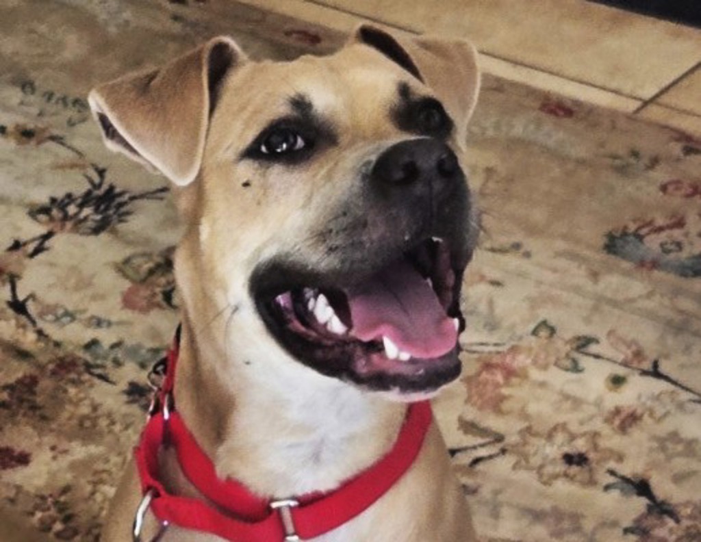 Shelter Stray Male Dog last seen Near Manzanita Drive, San Diego, CA, 92105, 5500 Gaines St, San Diego, CA 92110, USA