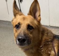 Shelter Stray Male Dog last seen Near W Mission Avenue, Escondido, CA, 92025, Escondido, CA 92027, USA