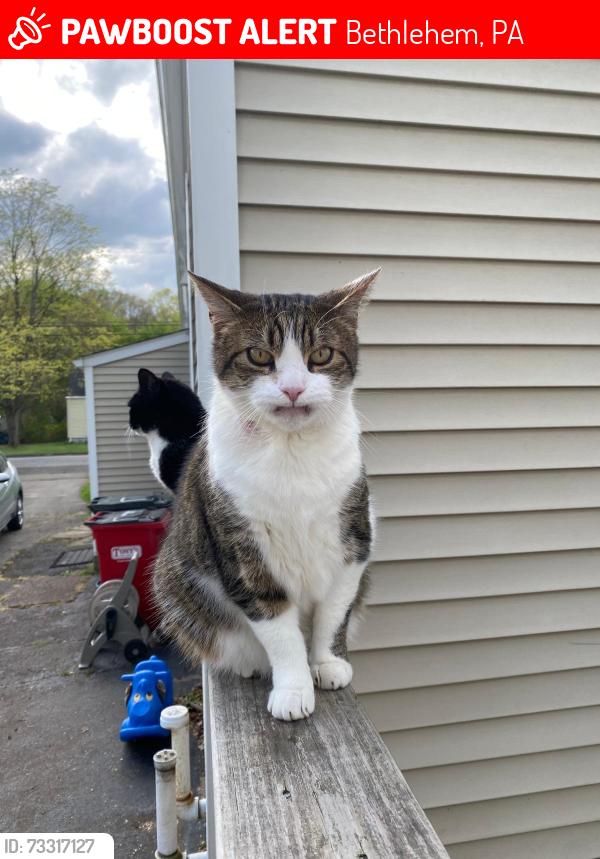 Lost Male Cat last seen Near mechanic st Bethlehem PA, Bethlehem, PA 18015