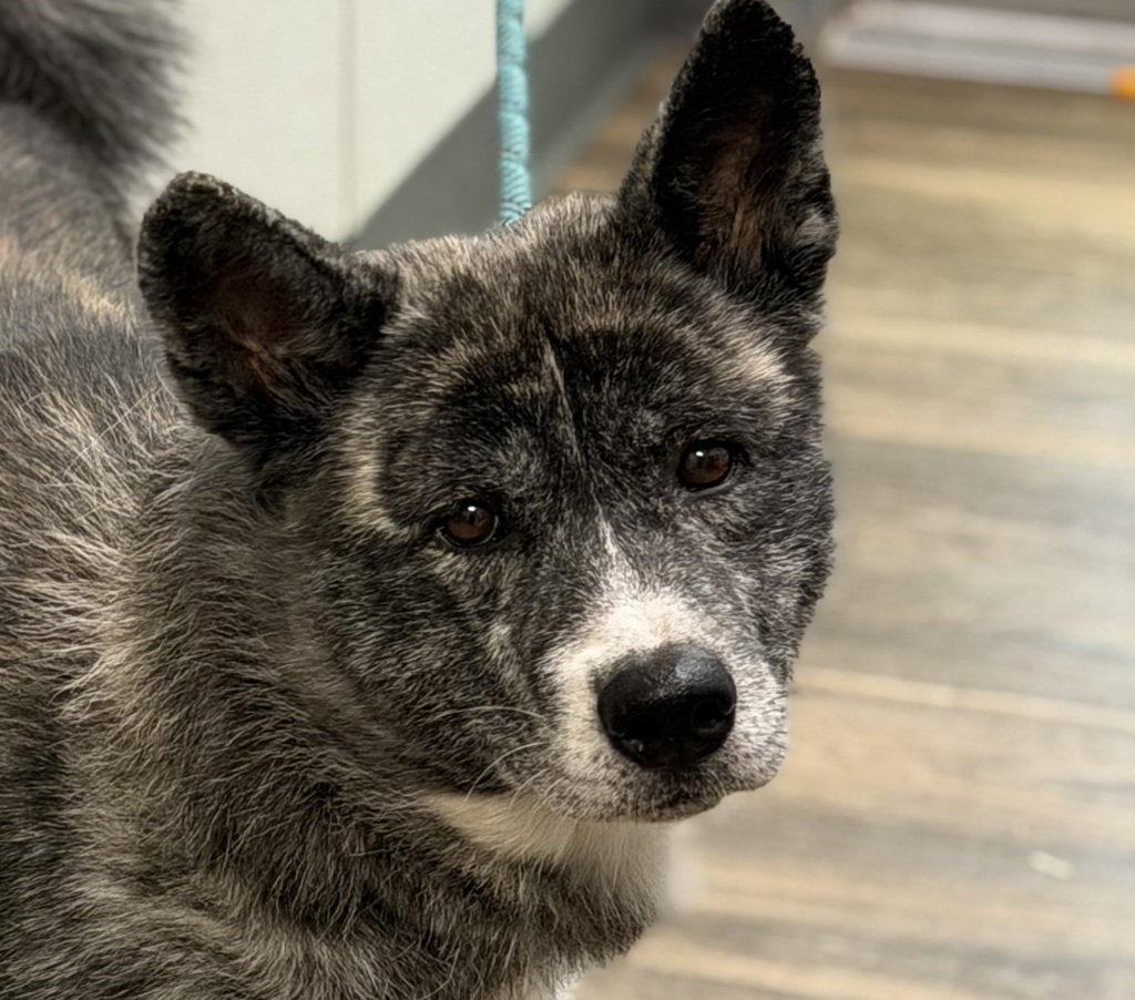 Shelter Stray Female Dog last seen Near Murray Park Circle, San Diego, CA, 92119, 5500 Gaines St, San Diego, CA 92110, USA