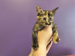 Shelter Stray Female Cat last seen Near W 1040 S, SALT LAKE CITY, UT, 84104, 511 W 3900 S, Salt Lake City, UT 84123, USA