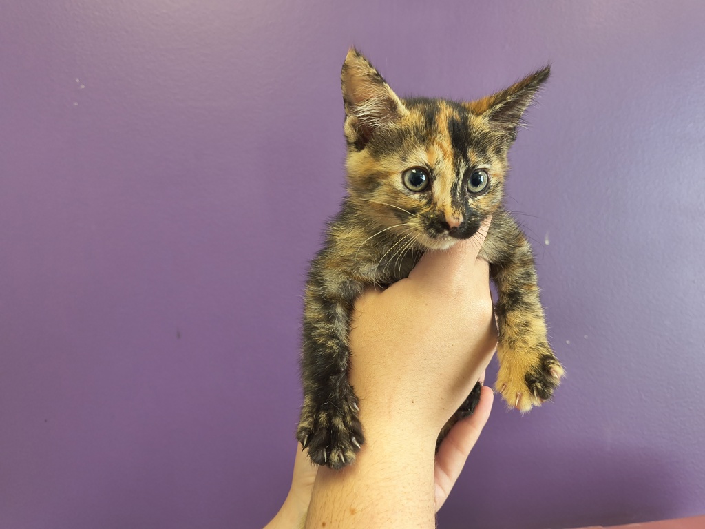 Shelter Stray Female Cat last seen Near W 1040 S, SALT LAKE CITY, UT, 84104, 511 W 3900 S, Salt Lake City, UT 84123, USA