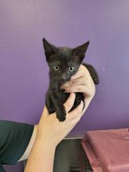 Shelter Stray Female Cat last seen Near W 1040 S, SALT LAKE CITY, UT, 84104, 511 W 3900 S, Salt Lake City, UT 84123, USA