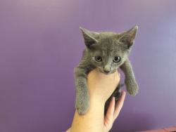 Shelter Stray Female Cat last seen Near W 1040 S, SALT LAKE CITY, UT, 84104, 511 W 3900 S, Salt Lake City, UT 84123, USA