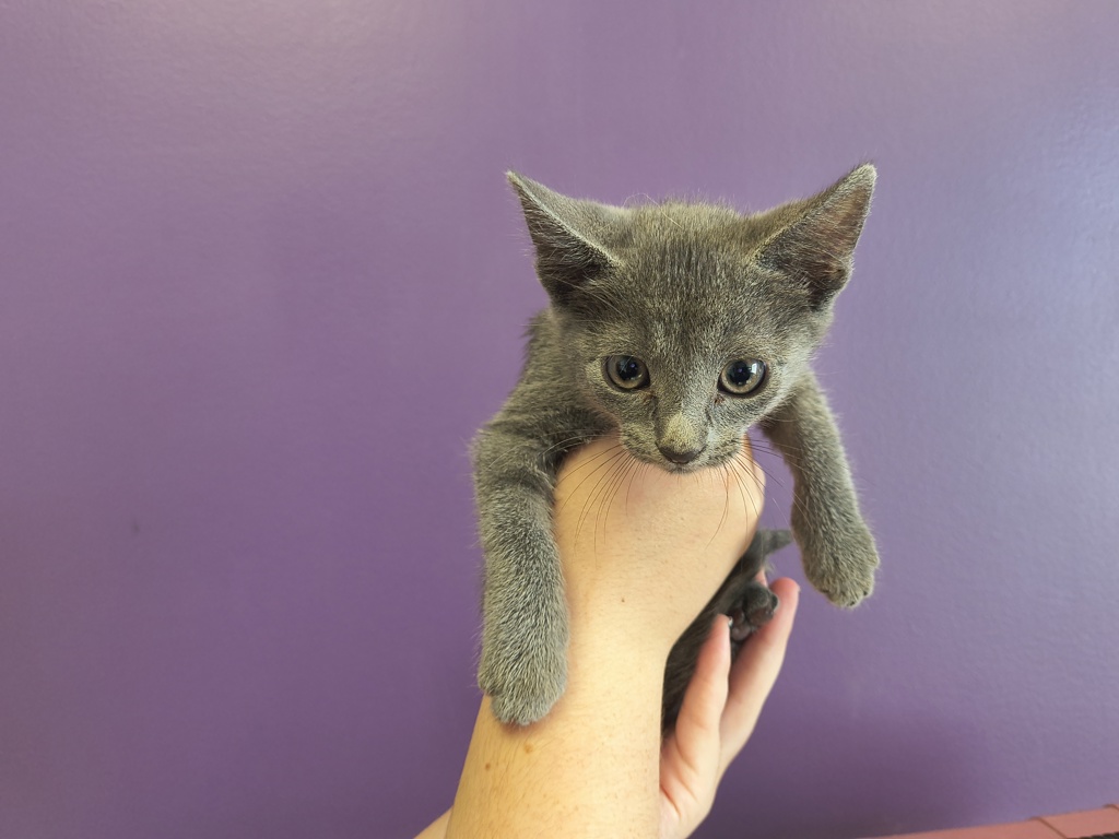 Shelter Stray Female Cat last seen Near W 1040 S, SALT LAKE CITY, UT, 84104, 511 W 3900 S, Salt Lake City, UT 84123, USA