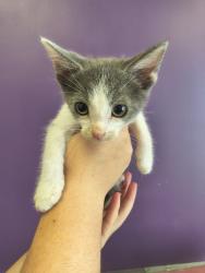 Shelter Stray Male Cat last seen Near W 1040 S, SALT LAKE CITY, UT, 84104, 511 W 3900 S, Salt Lake City, UT 84123, USA
