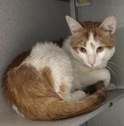 Shelter Stray Unknown Cat last seen Near E 1700 S, SALT LAKE CITY, UT, 84115, 511 W 3900 S, Salt Lake City, UT 84123, USA