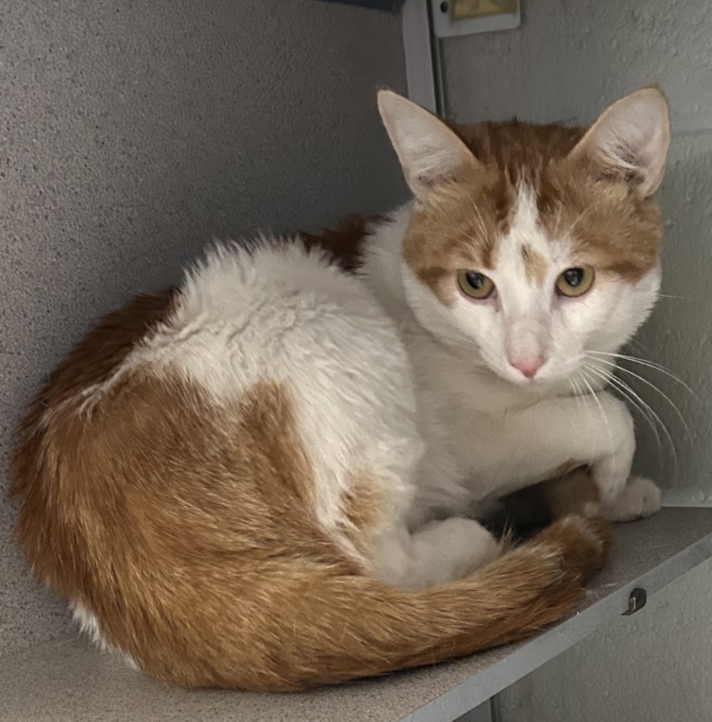Shelter Stray Unknown Cat last seen Near E 1700 S, SALT LAKE CITY, UT, 84115, 511 W 3900 S, Salt Lake City, UT 84123, USA