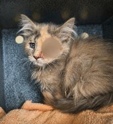 Shelter Stray Female Cat last seen Near S Cheyenne Street, SALT LAKE CITY, UT, 84104, 511 W 3900 S, Salt Lake City, UT 84123, USA