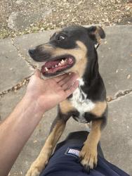 Found/Stray Female Dog last seen Near donington dr, Austin, TX 78753
