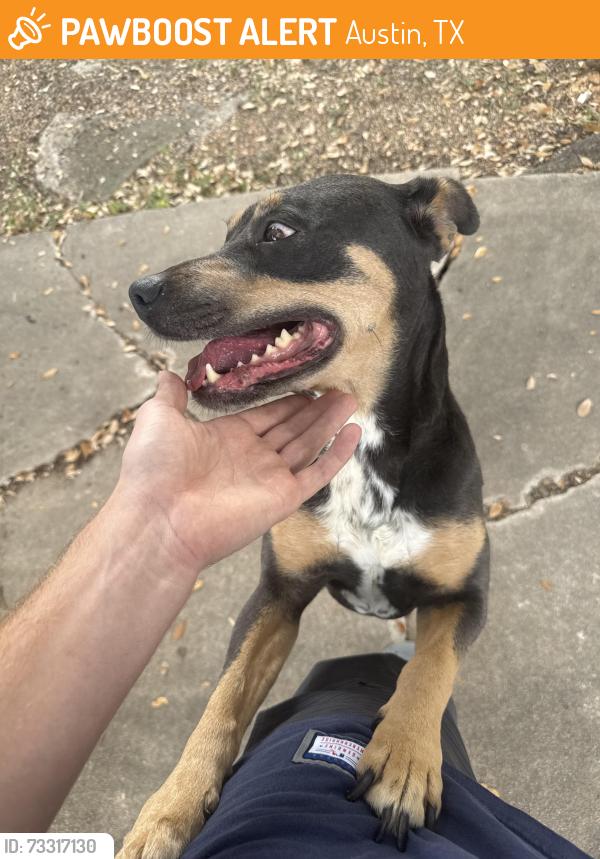 Found/Stray Female Dog last seen Near donington dr, Austin, TX 78753