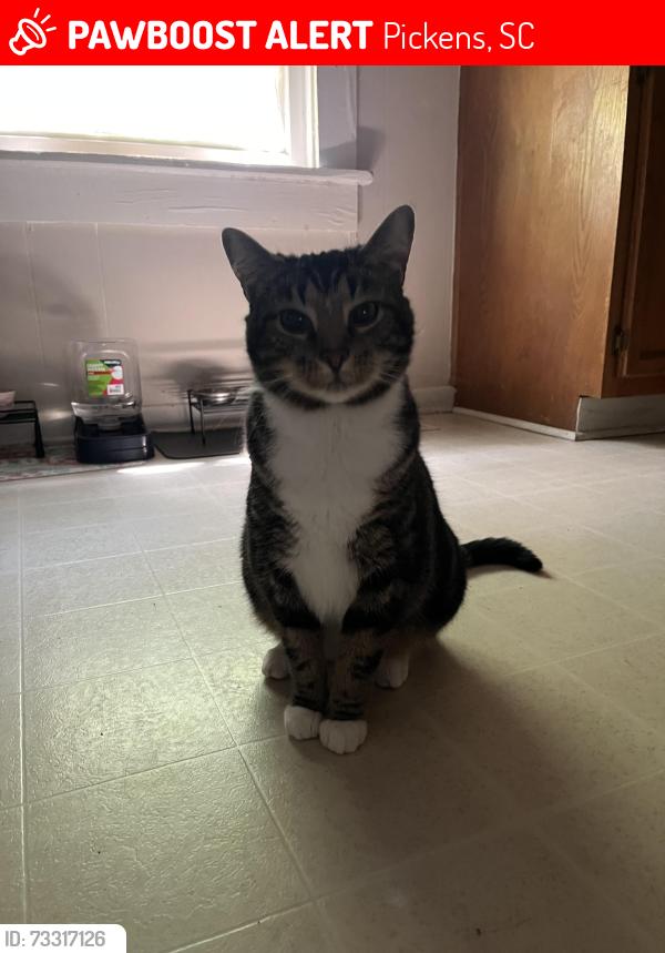 Lost Male Cat last seen Pickens, Pickens, SC 29671