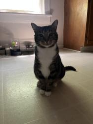 Lost Male Cat last seen Pickens, Pickens, SC 29671