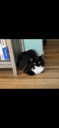 Reunited Female Cat last seen Arvilla and Valencia, Albuquerque, NM 87110
