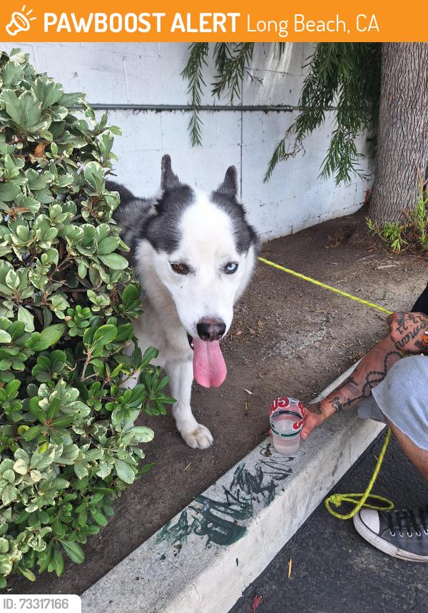 Found/Stray Female Dog last seen Pch and cherry, Long Beach, CA 90806