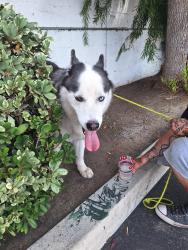 Found/Stray Female Dog last seen Pch and cherry, Long Beach, CA 90806