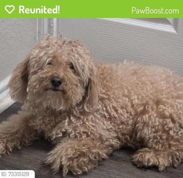 Reunited Unknown Dog last seen Providence Place Aprtments, Denton, TX 76201