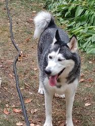 Found/Stray Female Dog last seen 10th and Oakgreen, West Lakeland Township, MN 55082
