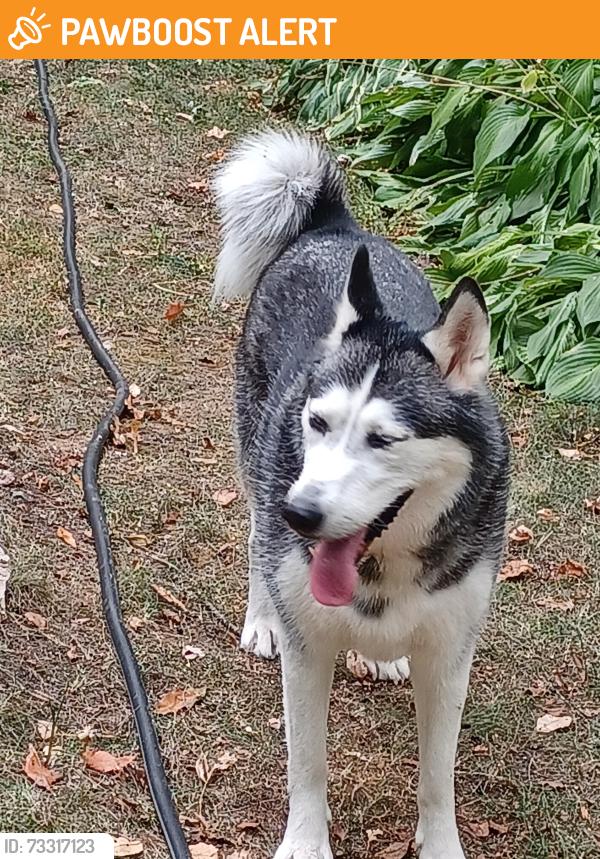 Found/Stray Female Dog last seen 10th and Oakgreen, West Lakeland Township, MN 55082