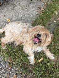 Found/Stray Female Dog last seen Waterford Hill Manor Subdivision, Village of Clarkston, MI 48346