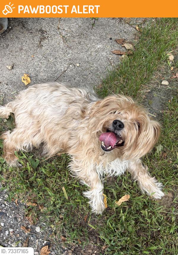 Found/Stray Female Dog last seen Waterford Hill Manor Subdivision, Village of Clarkston, MI 48346