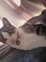 Lost Female Cat last seen Park play grand, Grand Prairie, TX 75052