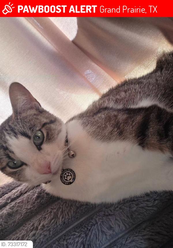 Lost Female Cat last seen Park play grand, Grand Prairie, TX 75052