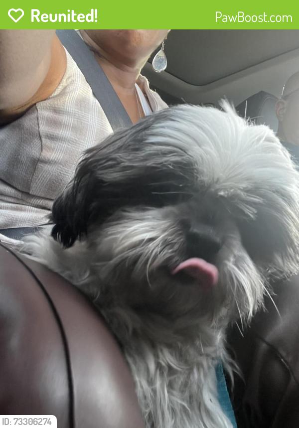 Reunited Male Dog last seen Haven Way Kissimmee, FL, Kissimmee, FL 34747