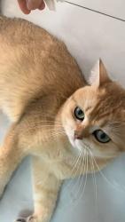 Lost Male Cat last seen Kent st, White Rock, BC 