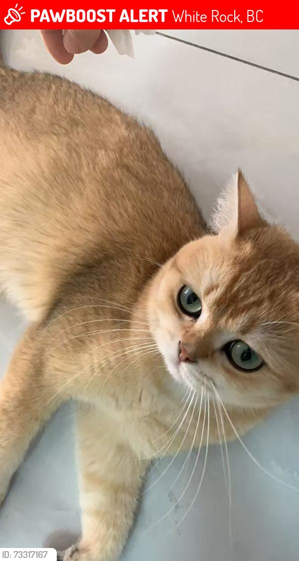 Lost Male Cat last seen Kent st, White Rock, BC 