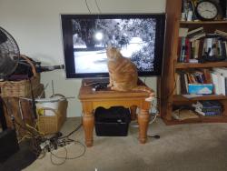 Lost Male Cat last seen Estes Drive Carrboro, Carrboro, NC 27510