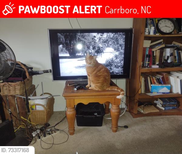 Lost Male Cat last seen Estes Drive Carrboro, Carrboro, NC 27510