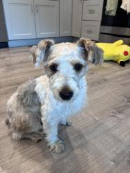 Reunited Male Dog last seen Brookmill road, Knoxville, TN 37932