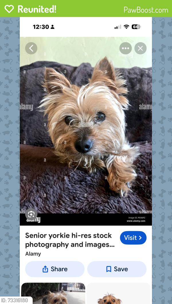 Reunited Female Dog last seen Near Parkview Terrace, Murfreesboro, TN 37130