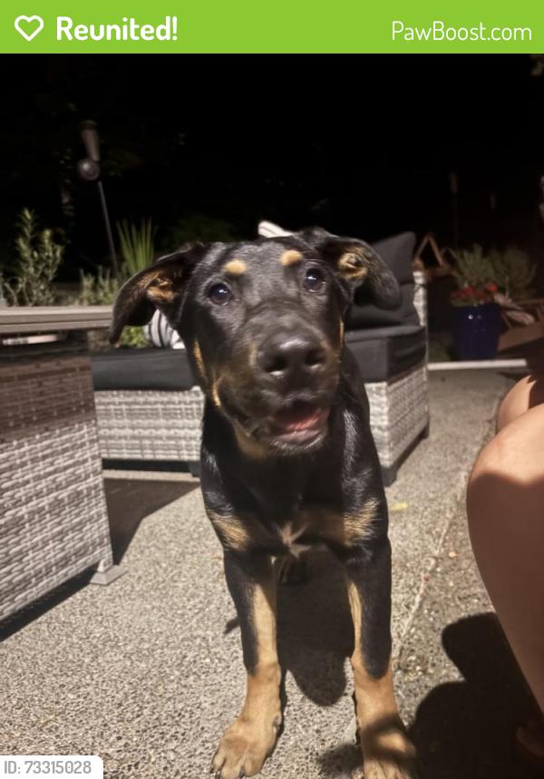 Reunited Female Dog last seen Near 48th Ave E, Tacoma, WA 98446, USA, Tacoma, WA 98446