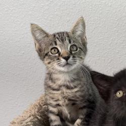 Shelter Stray Female Cat last seen , 8020 Washington St, Port Richey, FL 34668, USA