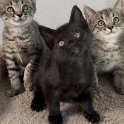 Shelter Stray Male Cat last seen , 8020 Washington St, Port Richey, FL 34668, USA