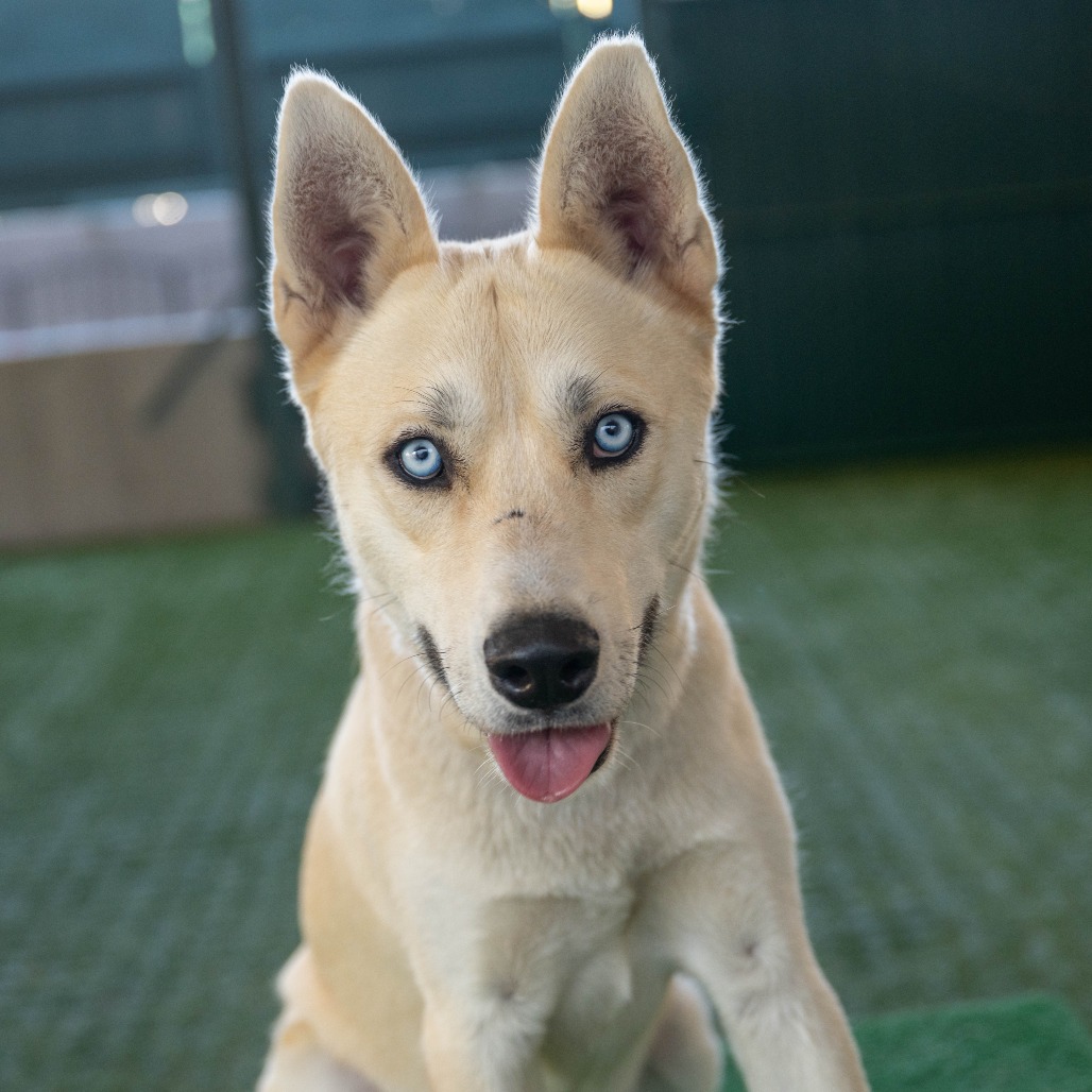 Shelter Stray Male Dog last seen , 361 S Raymond Ave, Pasadena, CA 91105, USA