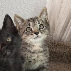 Shelter Stray Male Cat last seen , 8020 Washington St, Port Richey, FL 34668, USA
