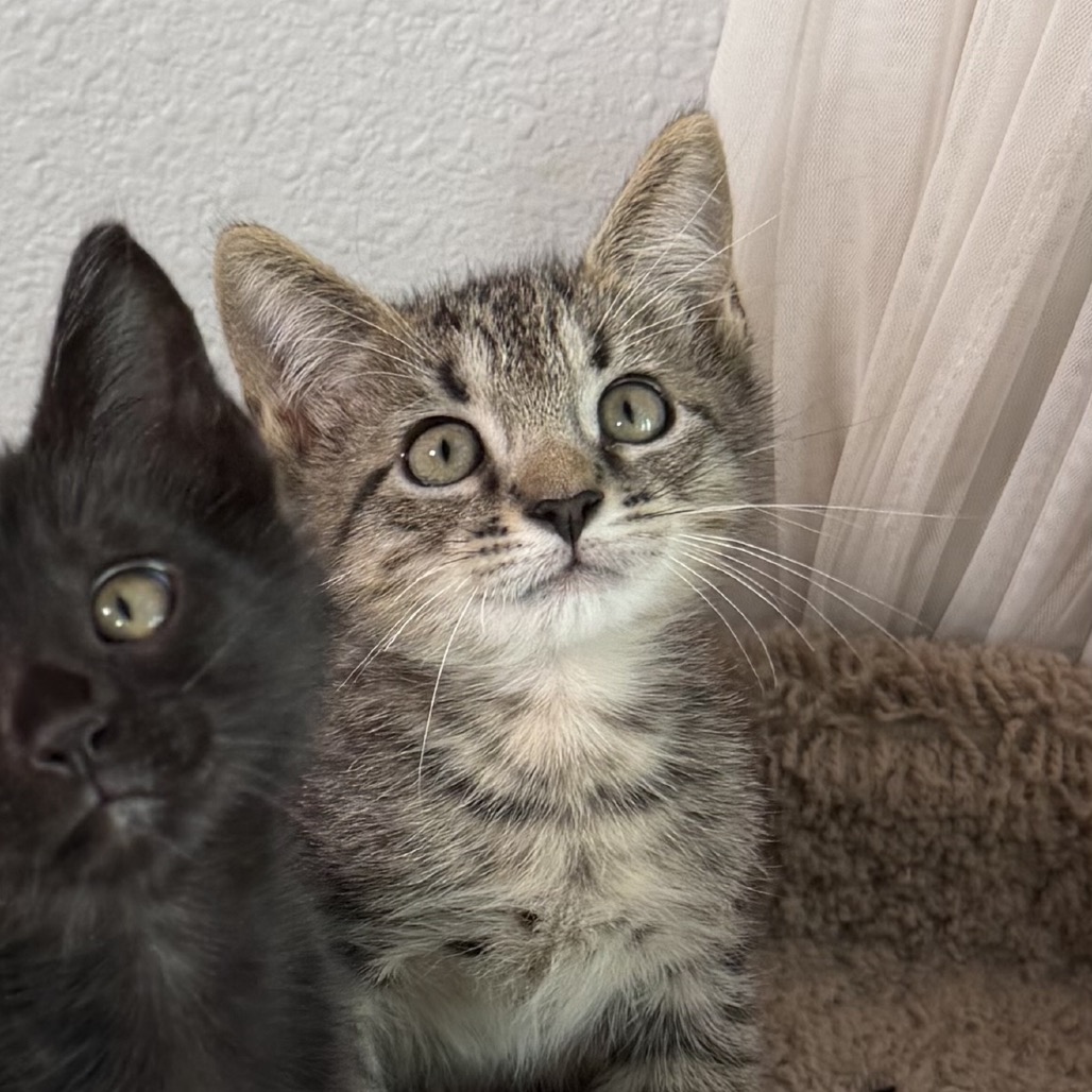 Shelter Stray Male Cat last seen , 8020 Washington St, Port Richey, FL 34668, USA
