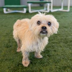 Shelter Stray Female Dog last seen , 361 S Raymond Ave, Pasadena, CA 91105, USA