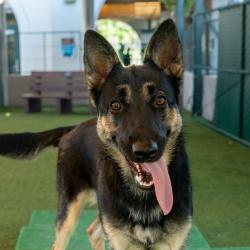 Shelter Stray Female Dog last seen , 361 S Raymond Ave, Pasadena, CA 91105, USA
