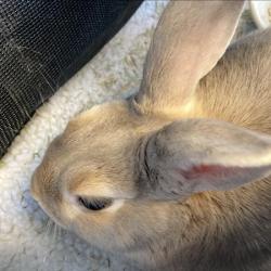 Shelter Stray Unknown Rabbit last seen , 12910 Yukon Ave, Hawthorne, CA 90250, USA