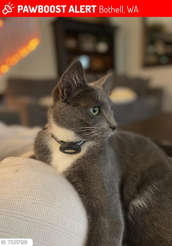 Lost Male Cat last seen Near 216th Pl SE Bothell WA, Bothell, WA 98021