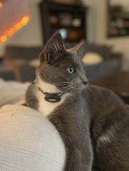 Lost Male Cat last seen Near 216th Pl SE Bothell WA, Bothell, WA 98021