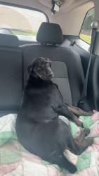 Found/Stray Female Dog last seen Lake Talquin, Quincy, FL 32351