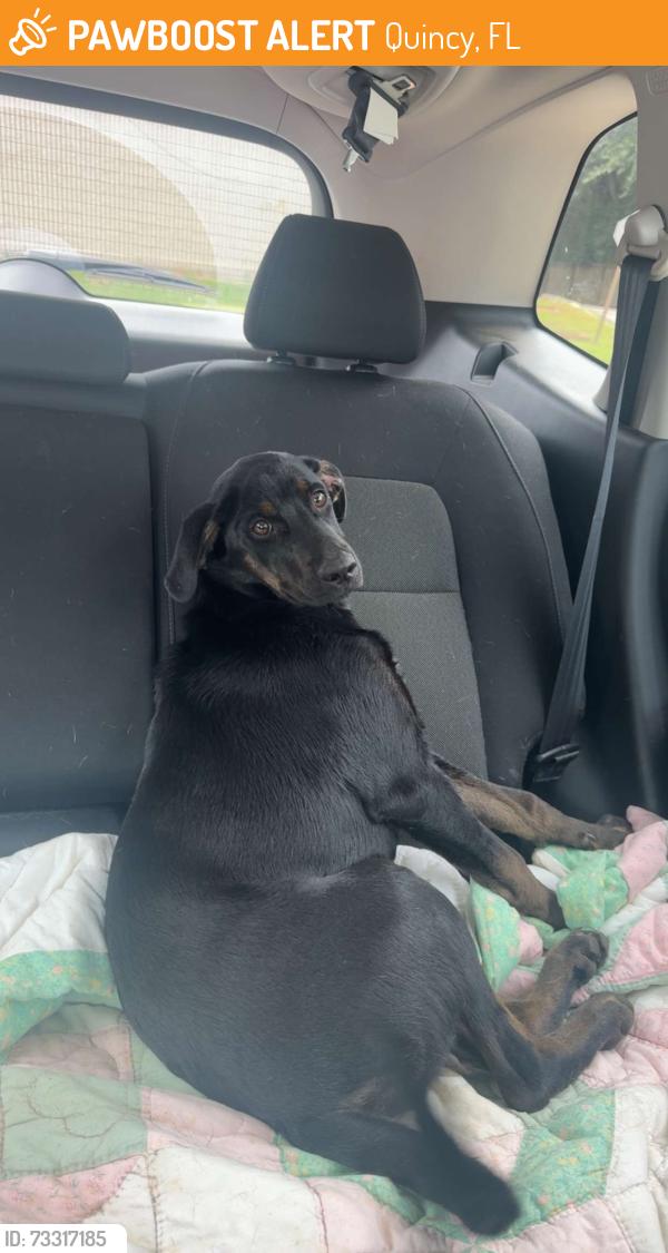 Found/Stray Female Dog last seen Lake Talquin, Quincy, FL 32351
